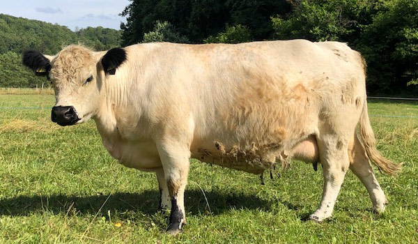 Queen-vom-Sternenhof-600-x-350-01